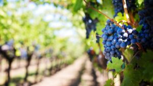 Vinograd će iznajmiti drugim vinogradarima.